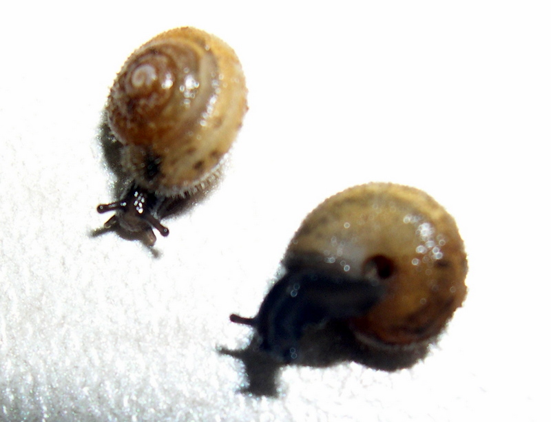Trochulus sp.